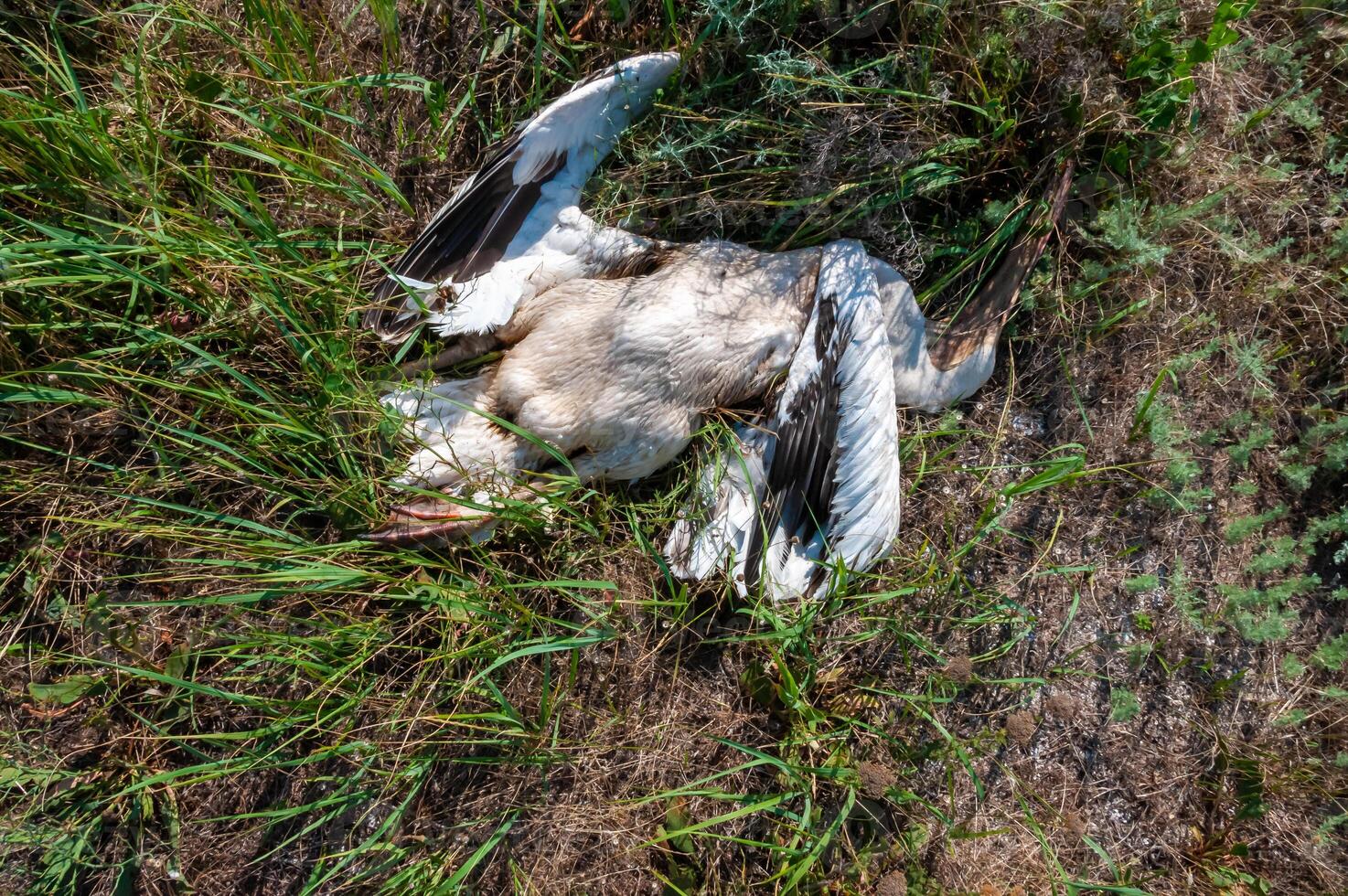 Dead pink pelican on the bank of the estuary, crashed on the wires of power lines, Ukraine photo