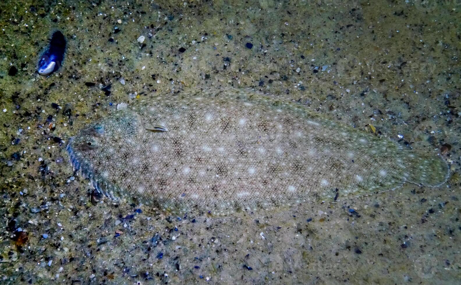 Sand sole Pegusa lascaris lies on the sandy ground, close-up, side view. Fish of the Black Sea photo
