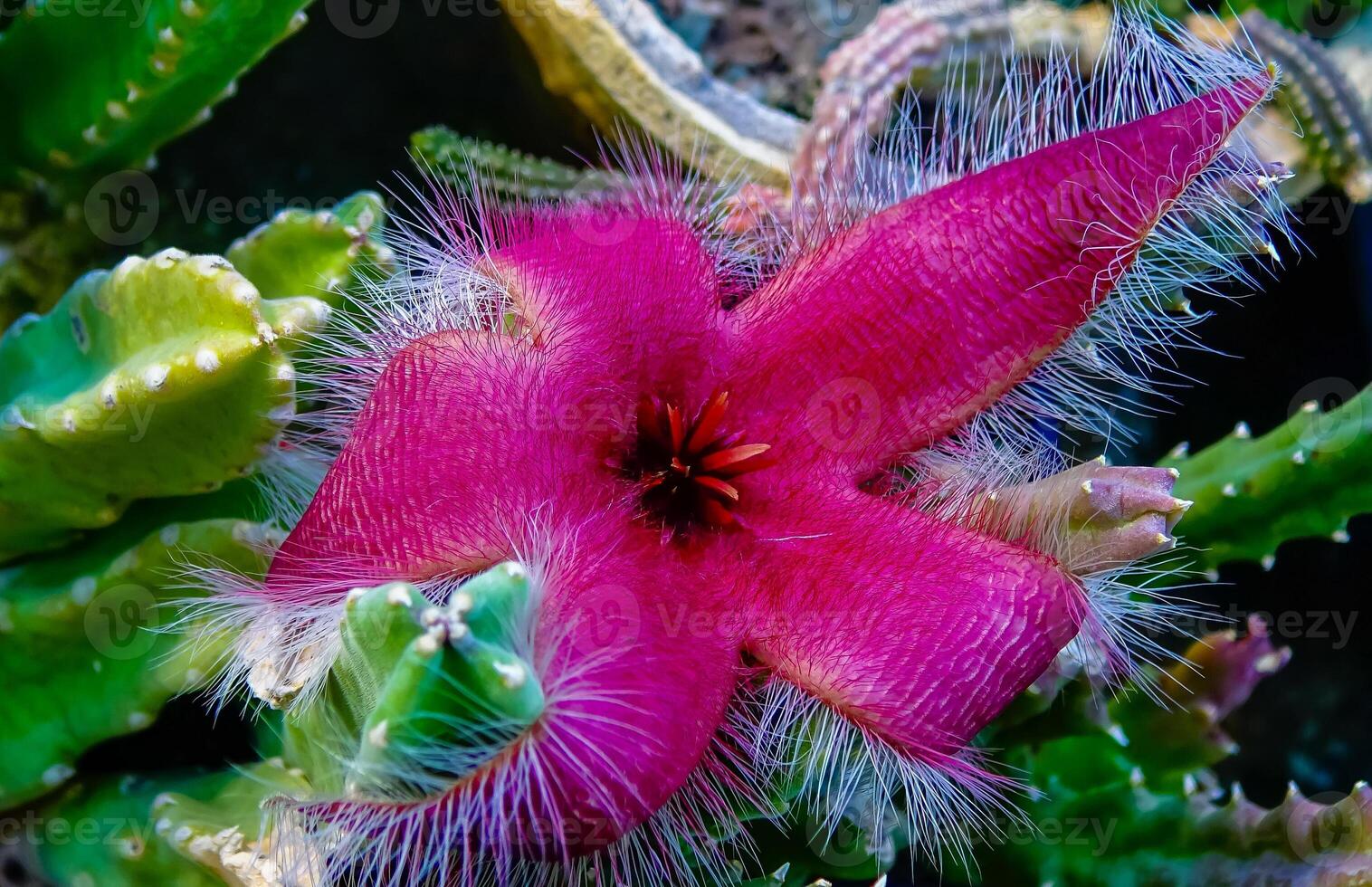 Stapelia grandiflora - South African succulent plant blooming with stinking red flowers in the collection of a botanical garden photo