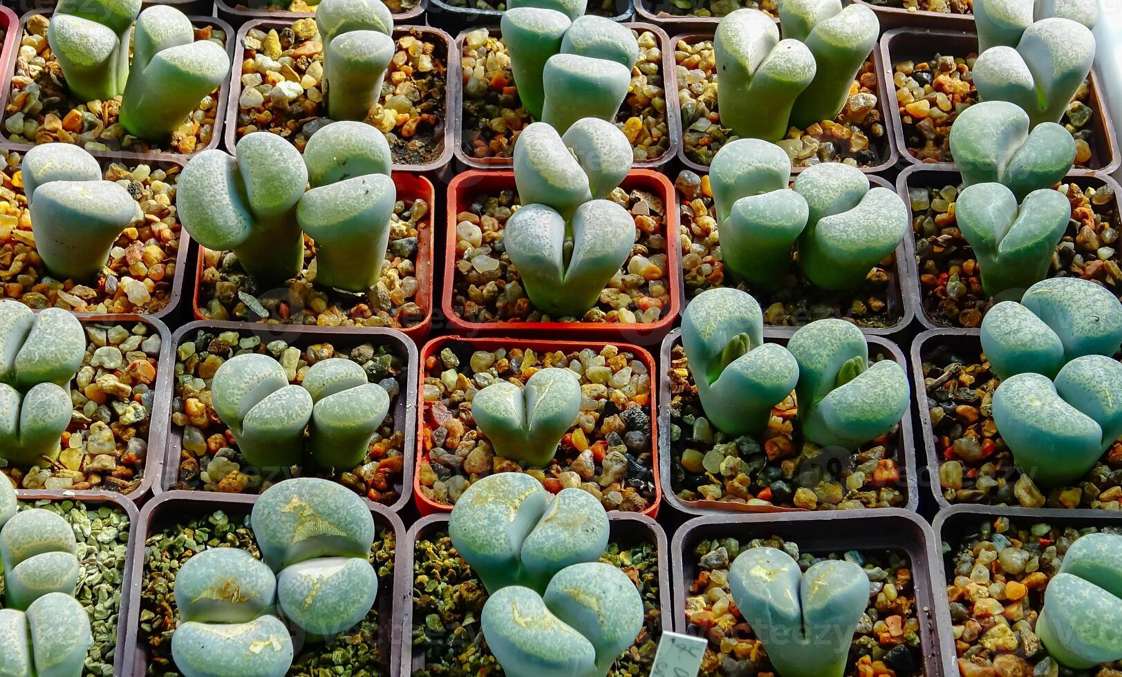 South African supersucculent plant Lithops in the collection of a botanical garden photo
