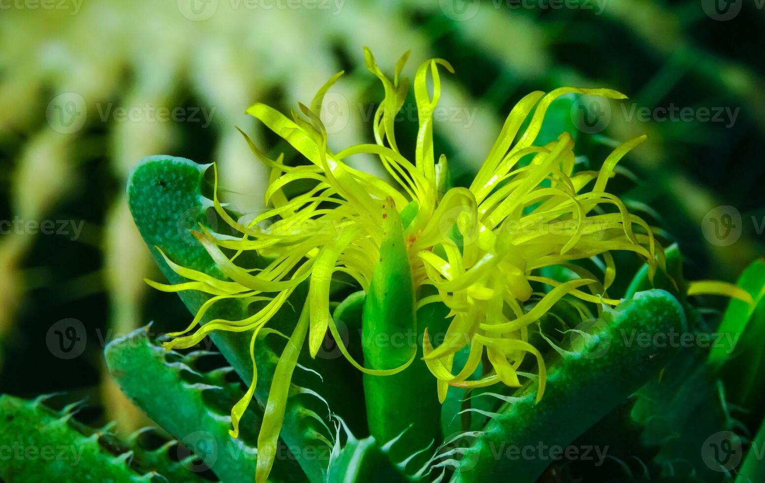Succulent plant with succulent leaves Faucaria tigrina in the collection of a botanical garden photo