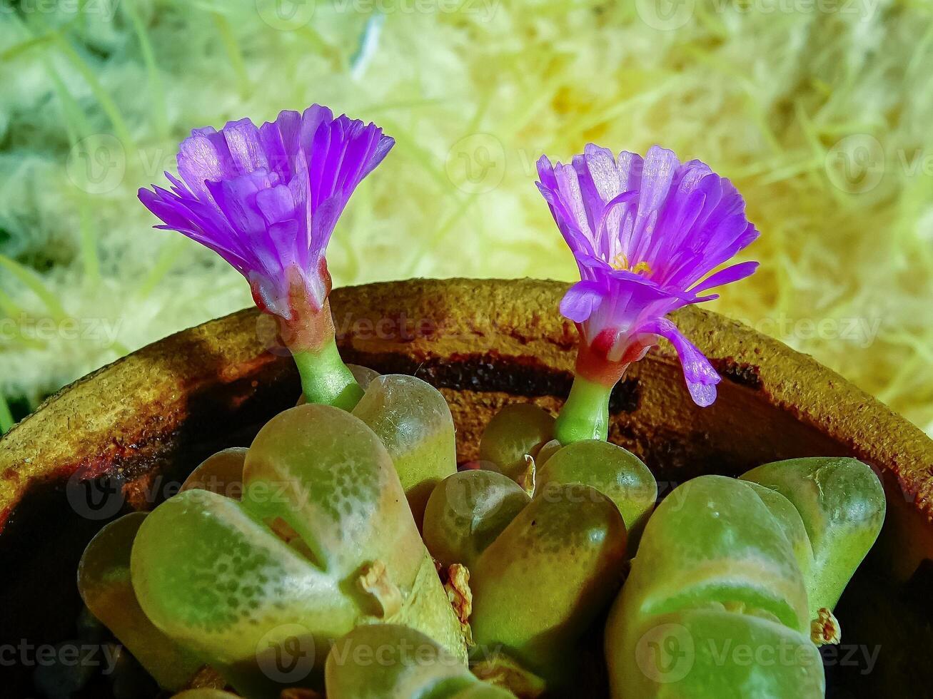 Conophytum friedrichiae - South African supersucculent plant with purple flowers from the collection in the botanical garden photo