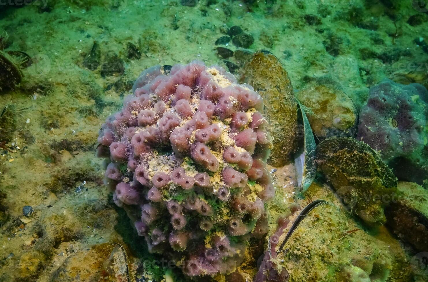 Pink sea sponges Halichondria Spongia on the reefs in the Black Sea photo