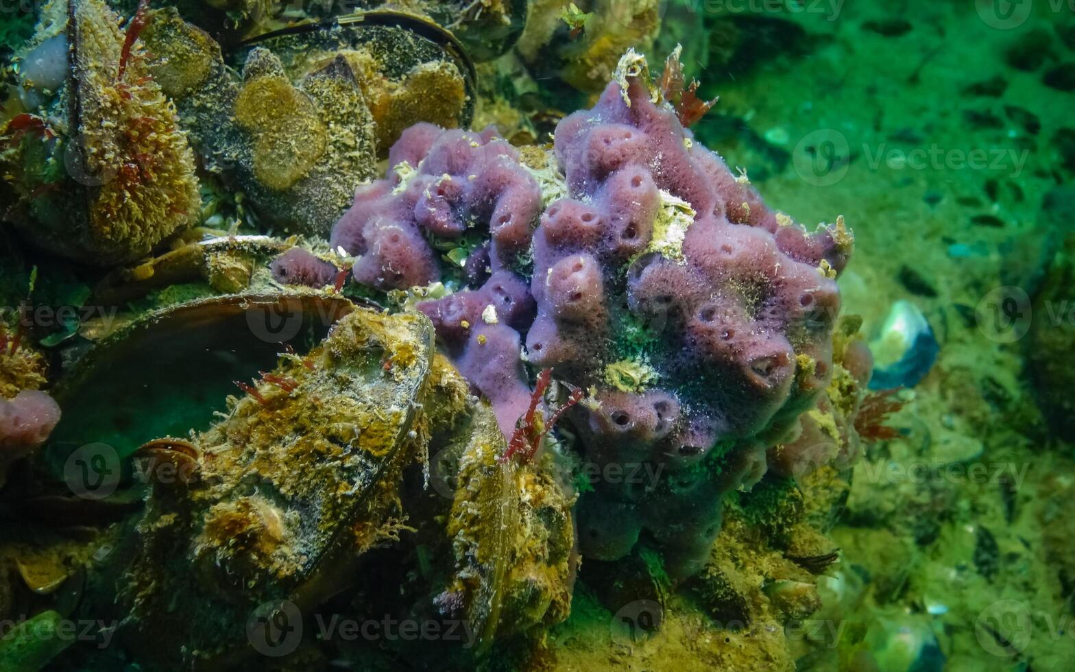 Pink sea sponges Halichondria -Spongia- on the reefs in the Black Sea photo