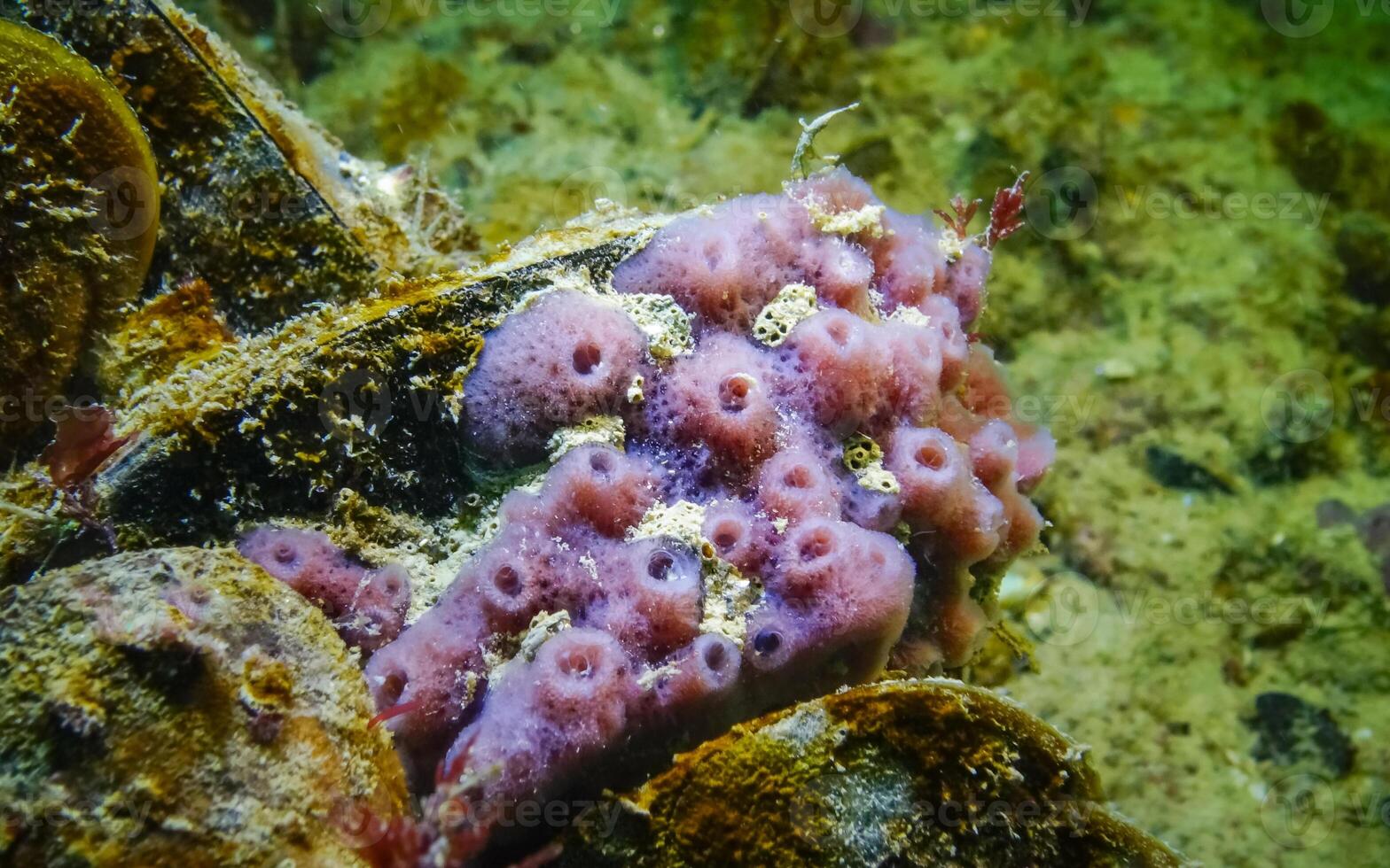 Pink sea sponges Halichondria Spongia on the reefs in the Black Sea photo