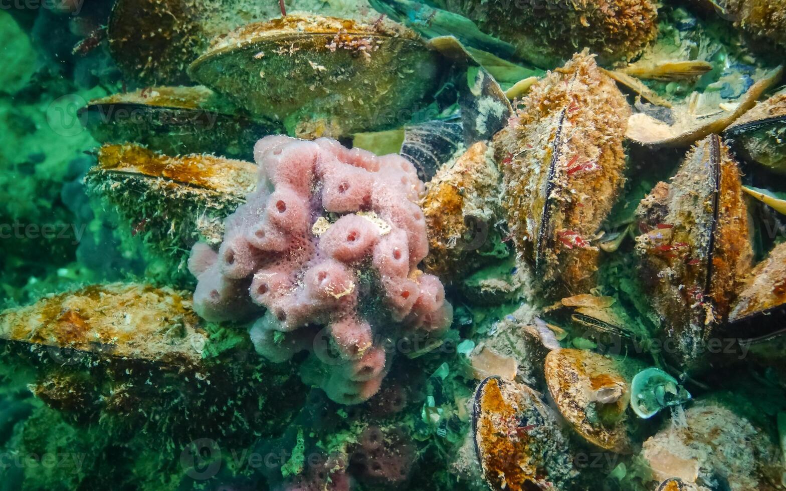 Pink sea sponges Halichondria -Spongia- on the reefs in the Black Sea photo