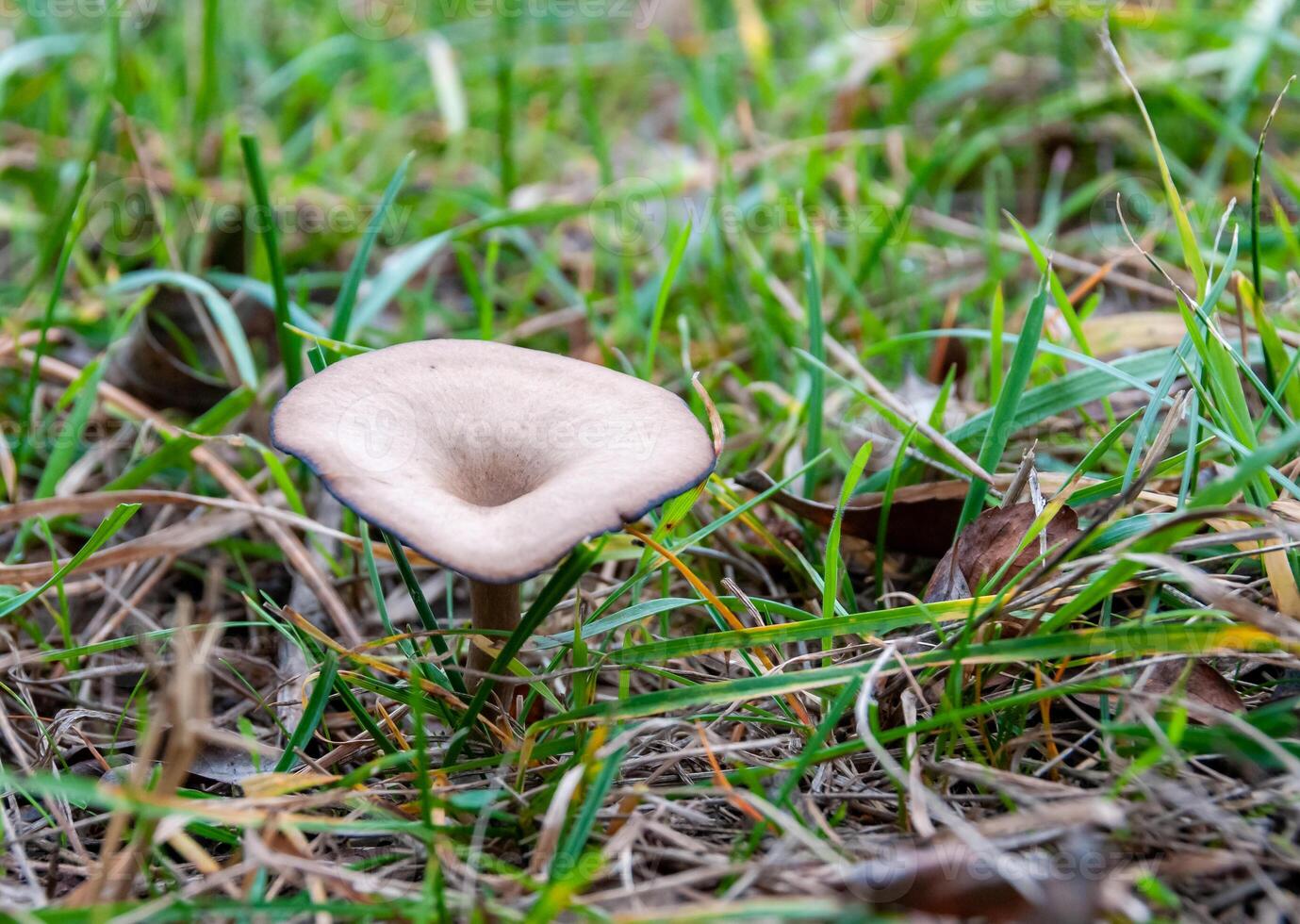 Pseudoclitocybe cyathiformis - lonely edible mushroom growing in the grass photo