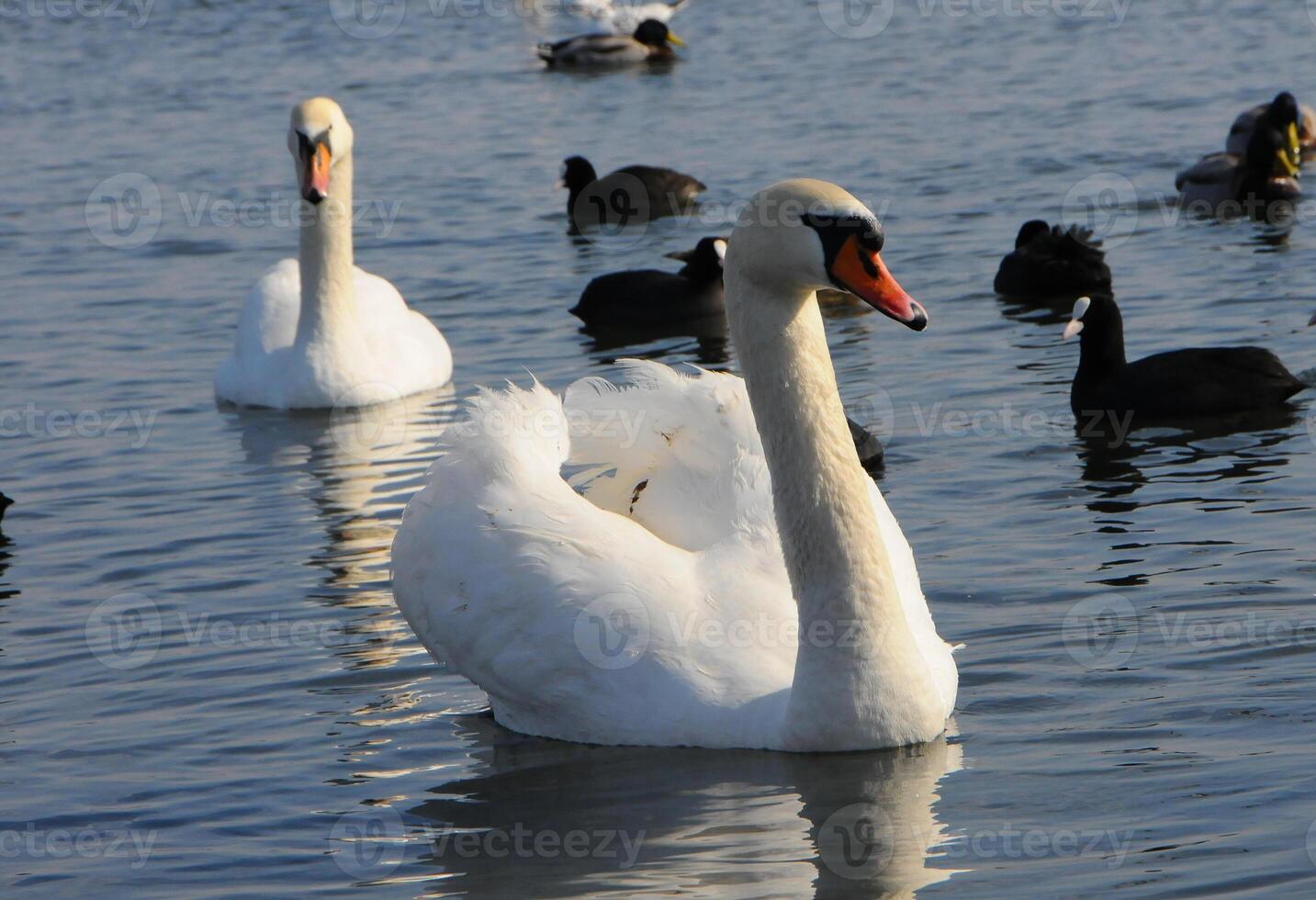 Birds of Ukraine. Swans, gulls and ducks - wintering waterfowl in the Black Sea photo
