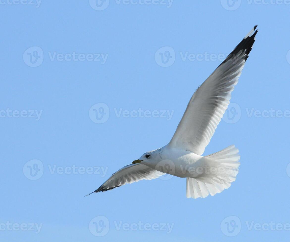 Birds of Ukraine.Gulls fly against the blue sky. Wintering waterfowl photo