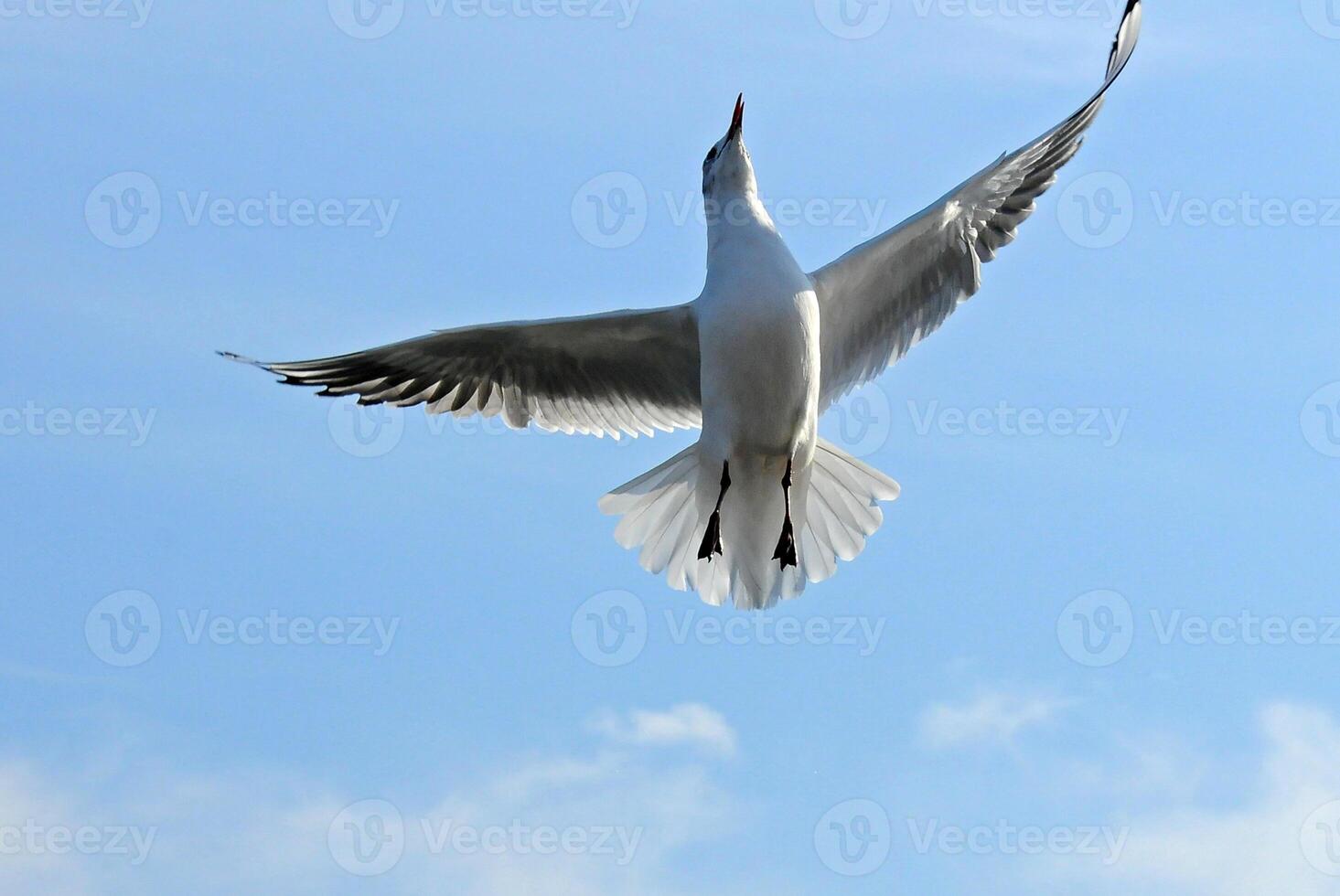 Birds of Ukraine.Gulls fly against the blue sky. Wintering waterfowl photo