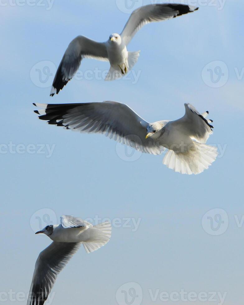 Birds of Ukraine.Gulls fly against the blue sky. Wintering waterfowl photo