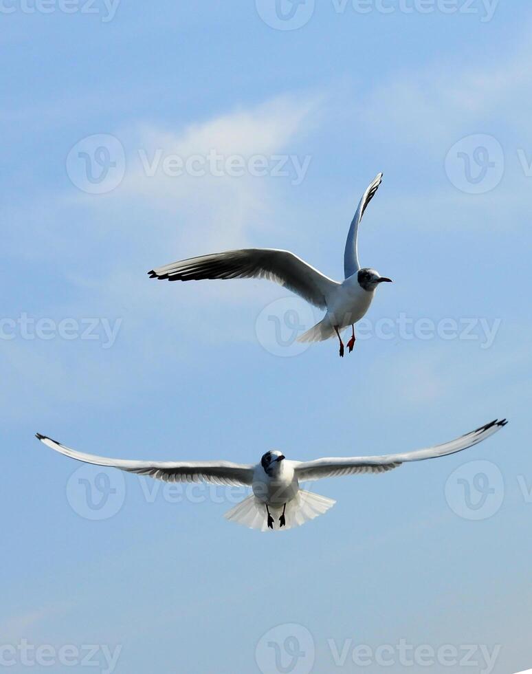 Birds of Ukraine.Gulls fly against the blue sky. Wintering waterfowl photo