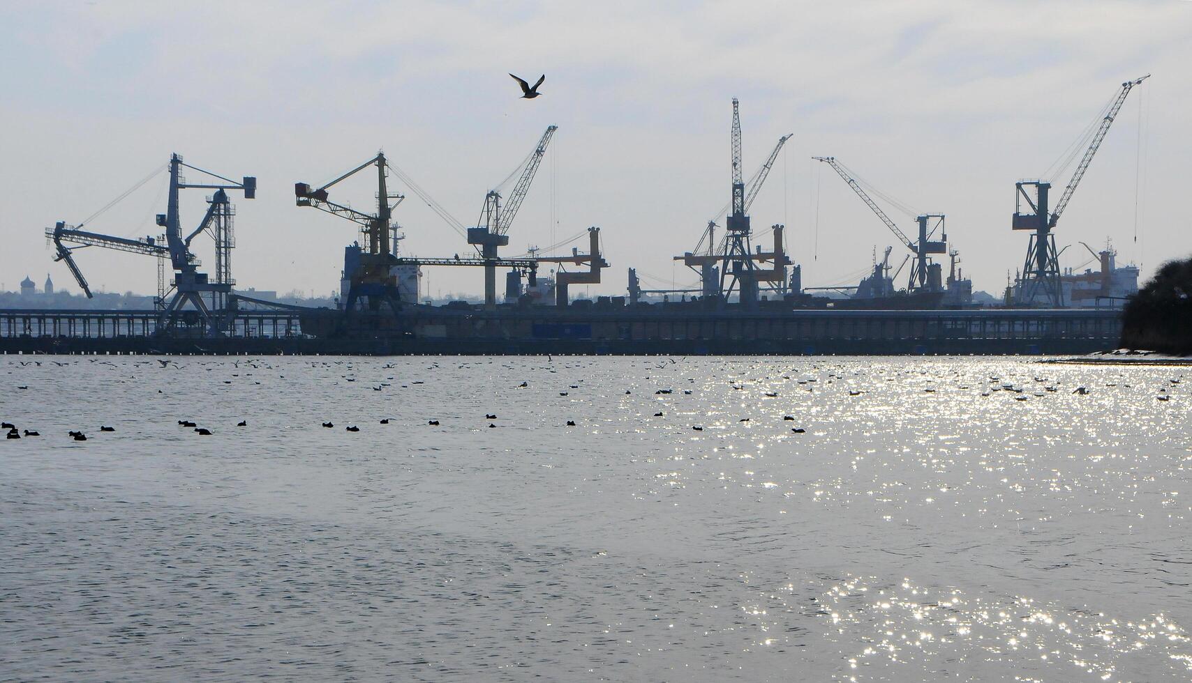 Ukraine, Chernomorsk - 2018, March 03 wintering waterfowl in the Black Sea against the backdrop of port cranes photo