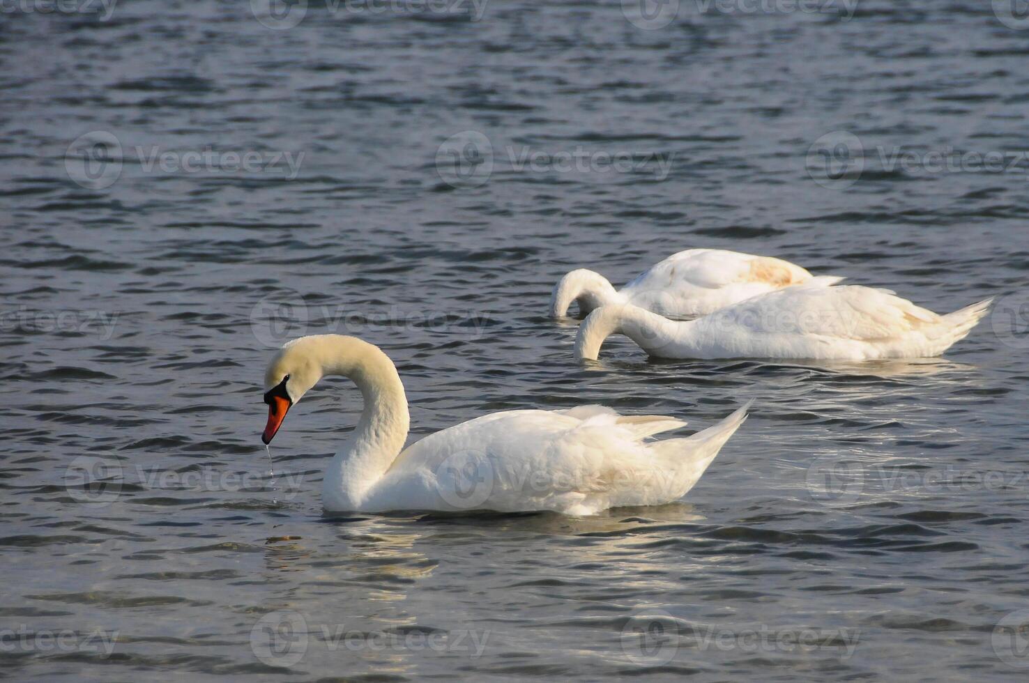 Swans - wintering waterfowl in the Black Sea photo