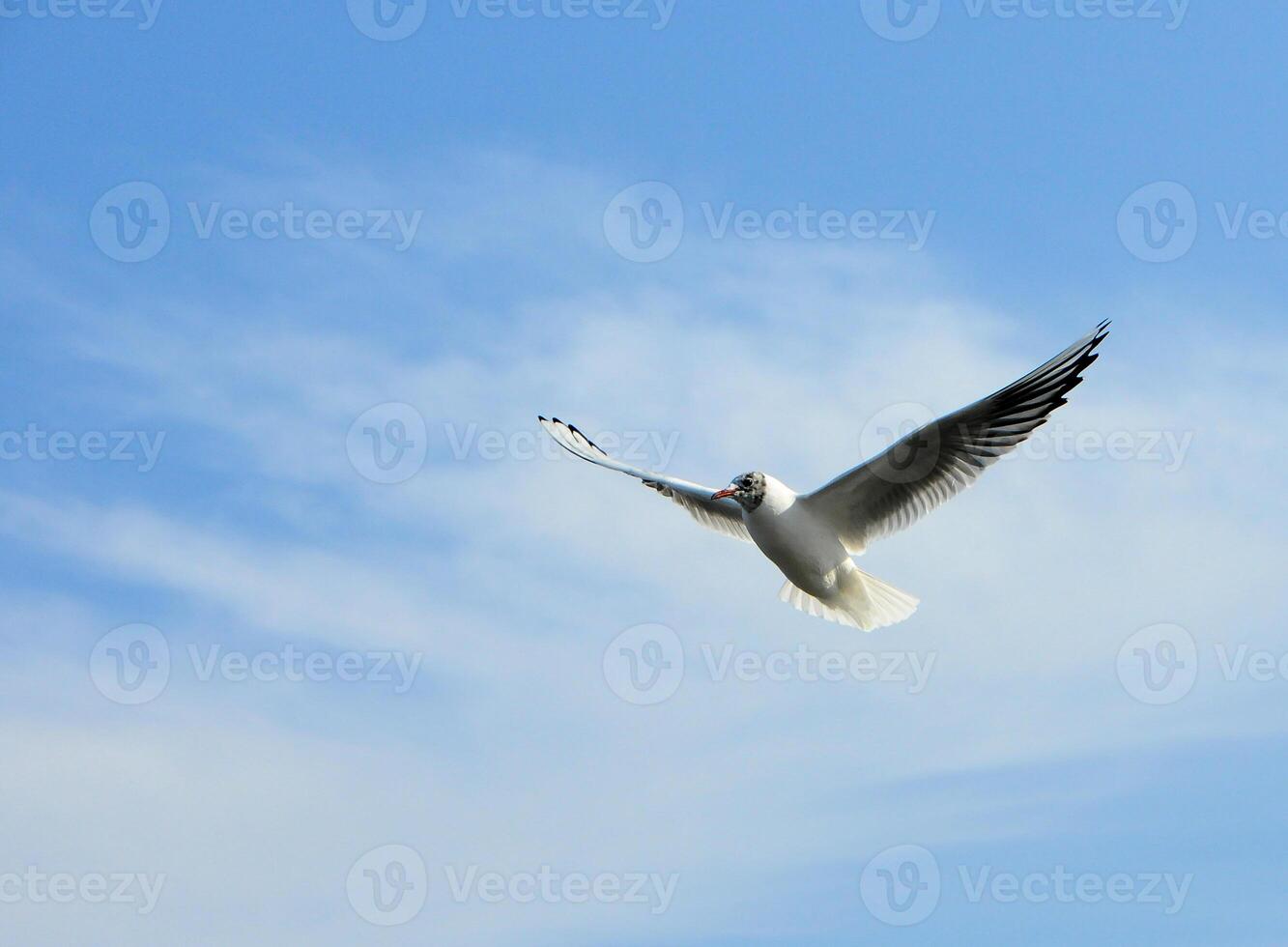 Birds of Ukraine.Gulls fly against the blue sky. Wintering waterfowl photo