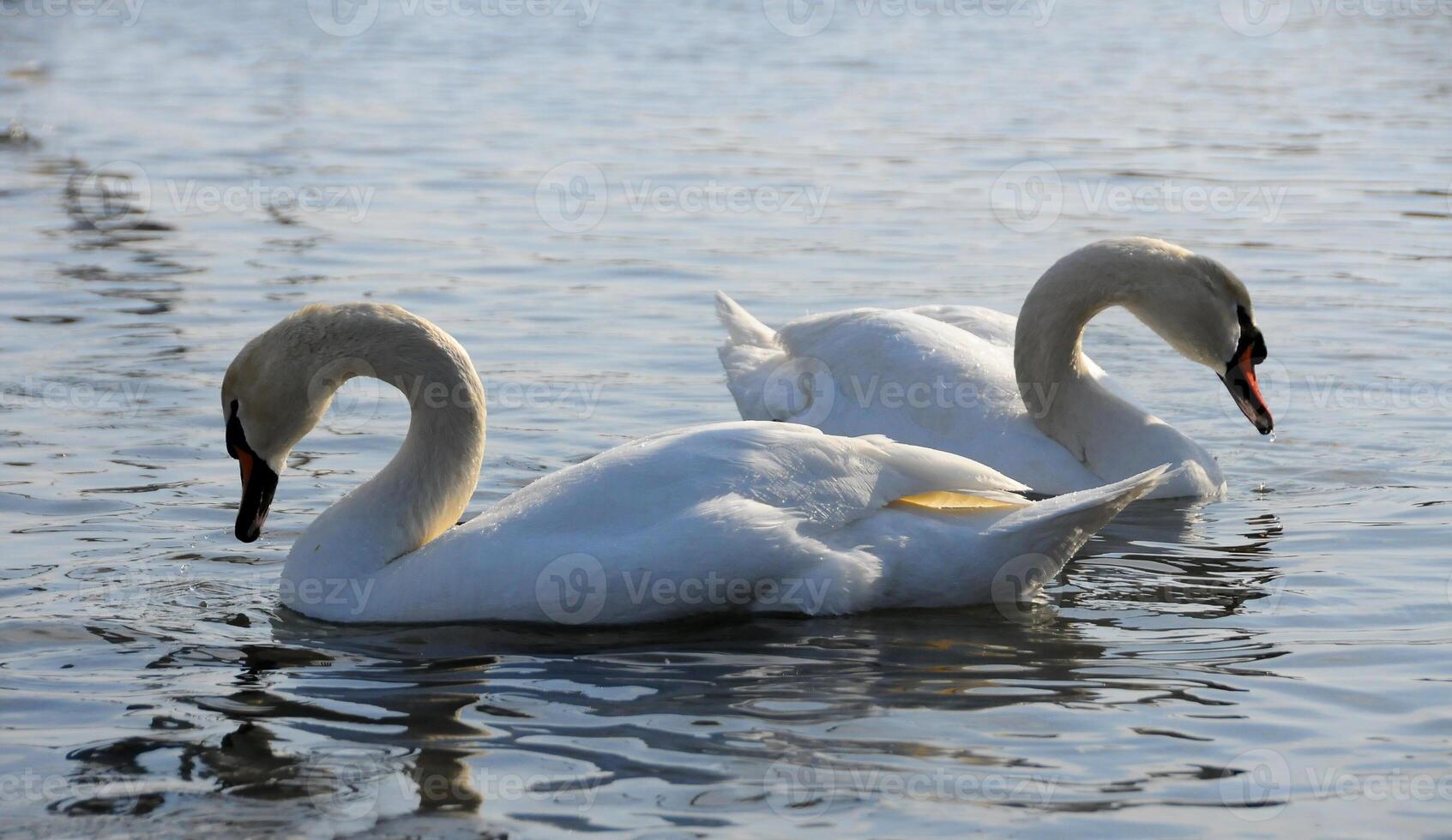 Birds of Ukraine. Swans, gulls and ducks - wintering waterfowl in the Black Sea photo