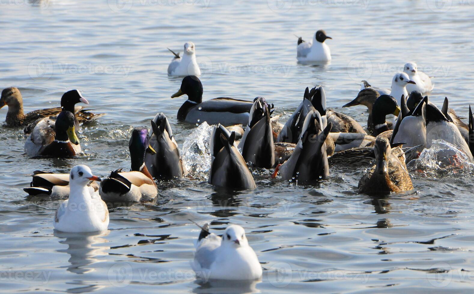 Birds of Ukraine. Swans, gulls and ducks - wintering waterfowl in the Black Sea photo