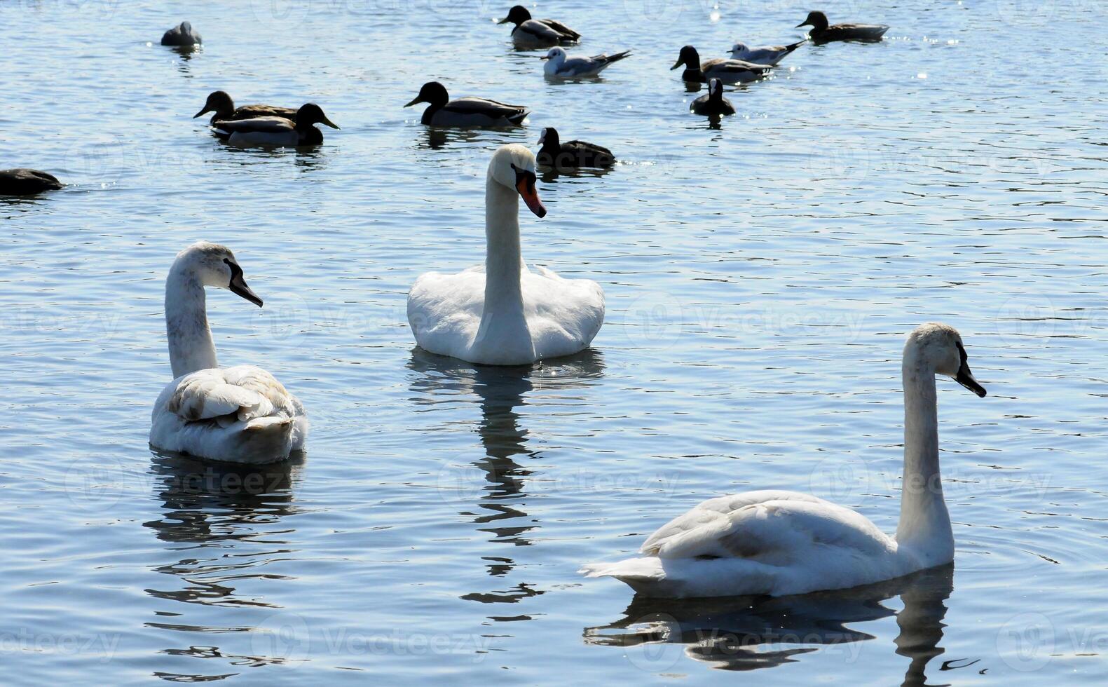Birds of Ukraine. Swans, gulls and ducks - wintering waterfowl in the Black Sea photo