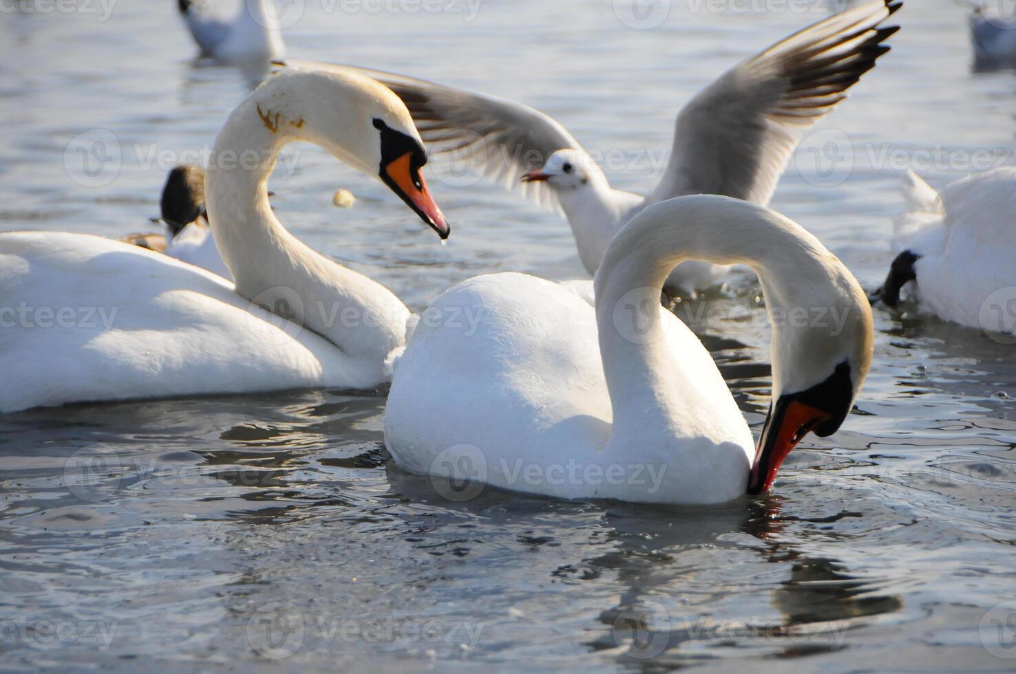 Birds of Ukraine. Swans, gulls and ducks - wintering waterfowl in the Black Sea photo