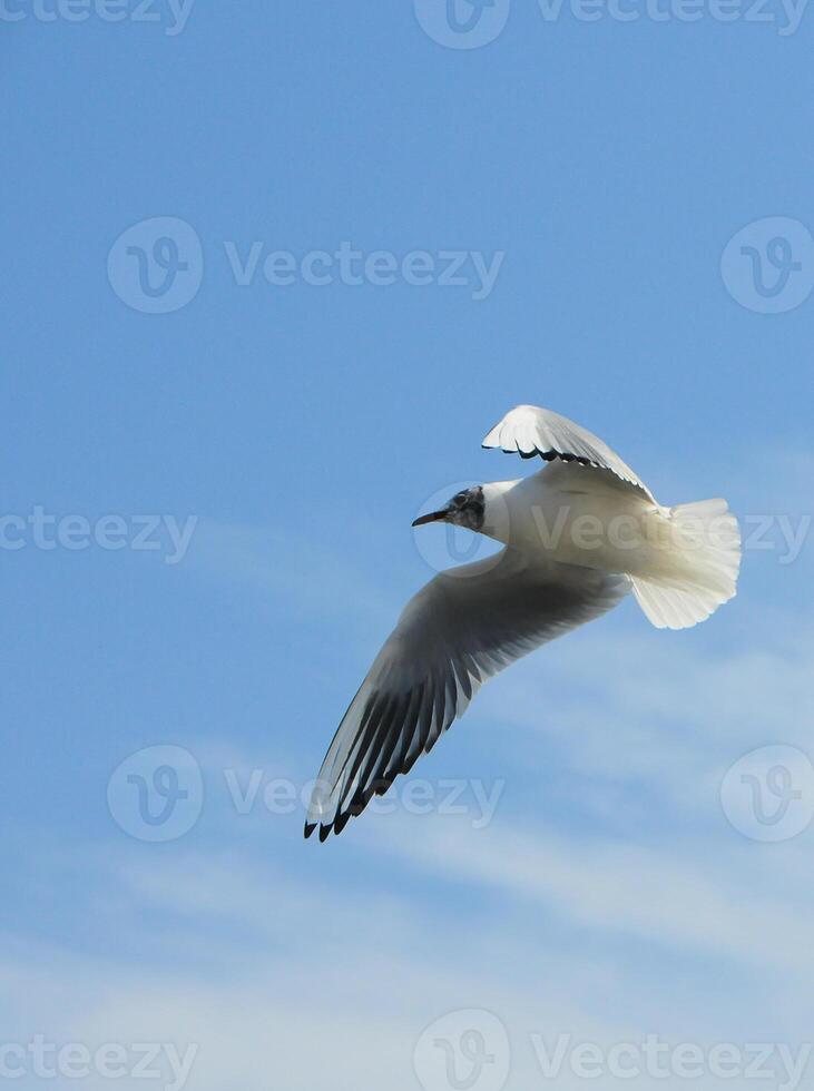 Birds of Ukraine.Gulls fly against the blue sky. Wintering waterfowl photo