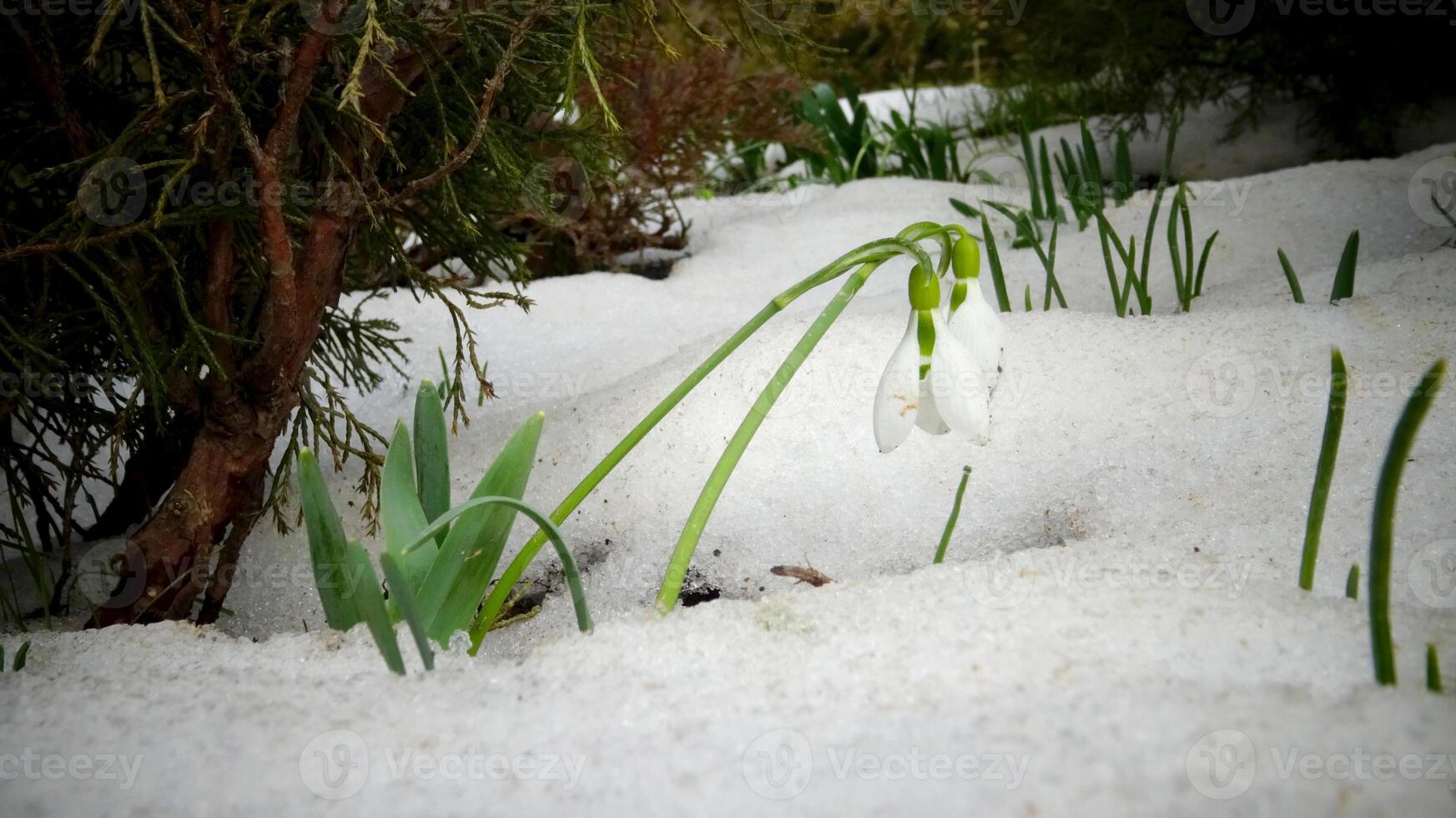 Galanthus elwesii Elwes's snowdrop, greater snowdrop photo