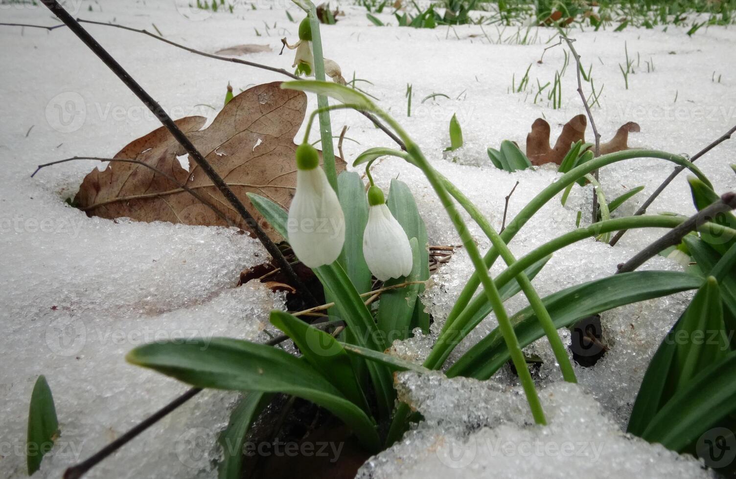 Galanthus elwesii -Elwes's snowdrop, greater snowdrop photo
