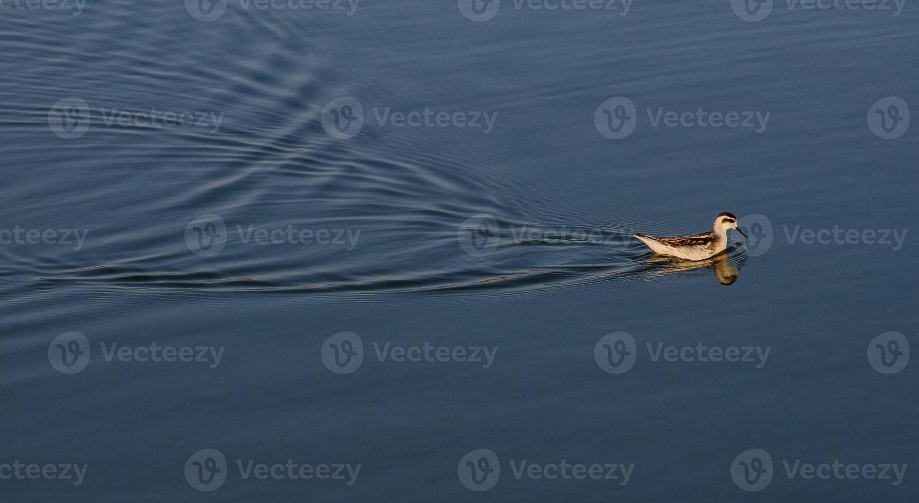 Red necked Phalarope - Phalaropus lobatus, bird catches flies on the surface of the water photo
