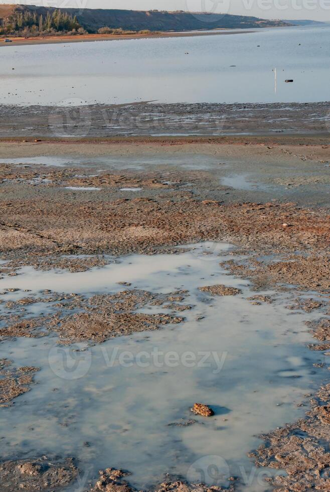 Artemia salina eggs and rotting crustaceans in a puddle on the shore in the Kuyalnik Liman photo