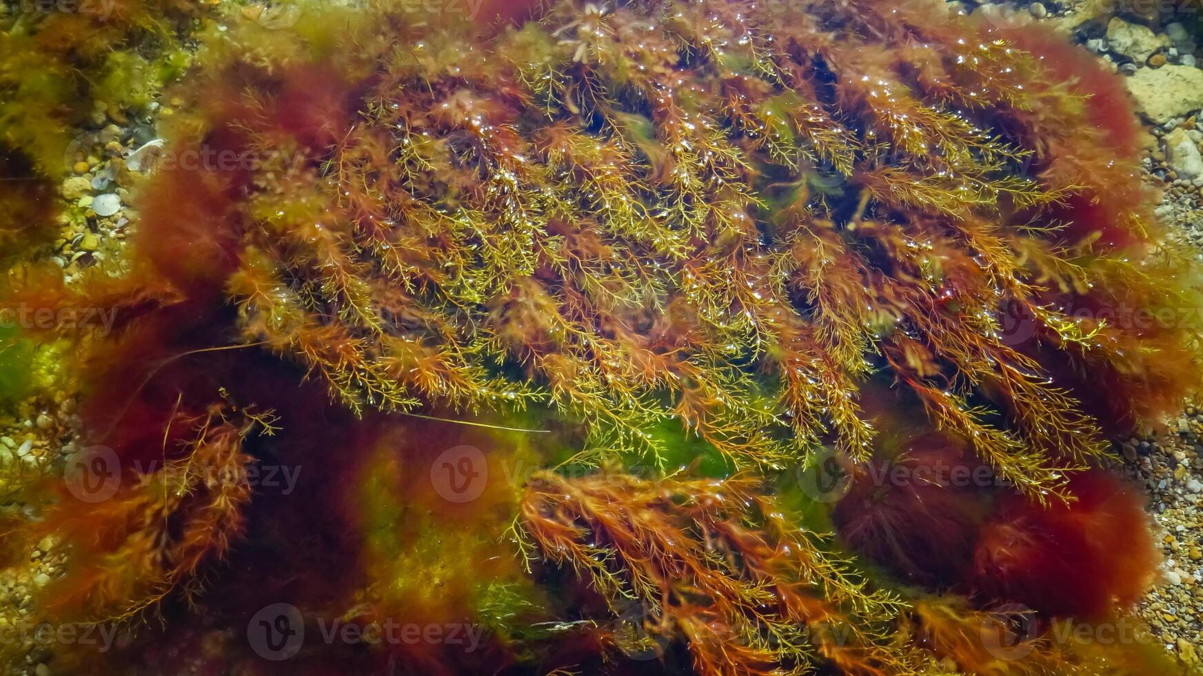 Brown algae macrophytes Cystoseira barbata and other green and red algae at the bottom of the Tiligul estuary photo