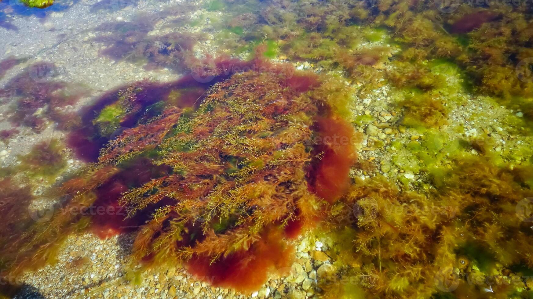 Brown algae macrophytes Cystoseira barbata and other green and red algae at the bottom of the Tiligul estuary photo