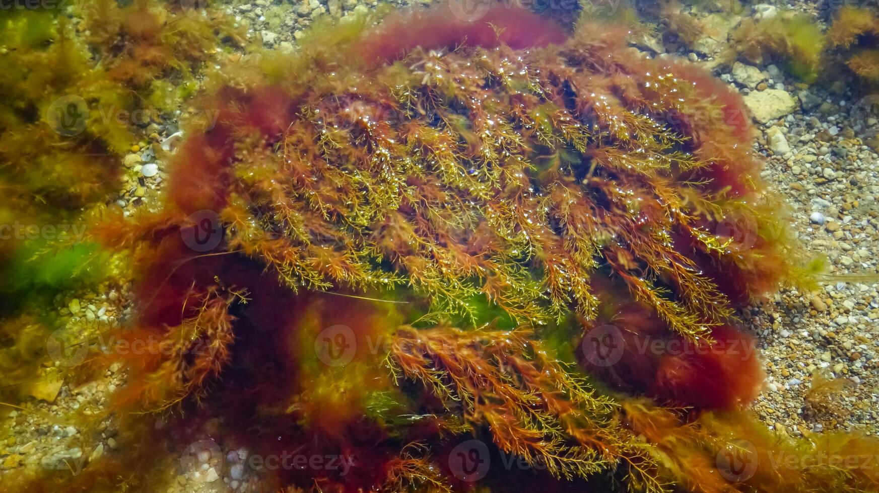 Brown algae macrophytes Cystoseira barbata and other green and red algae at the bottom of the Tiligul estuary photo