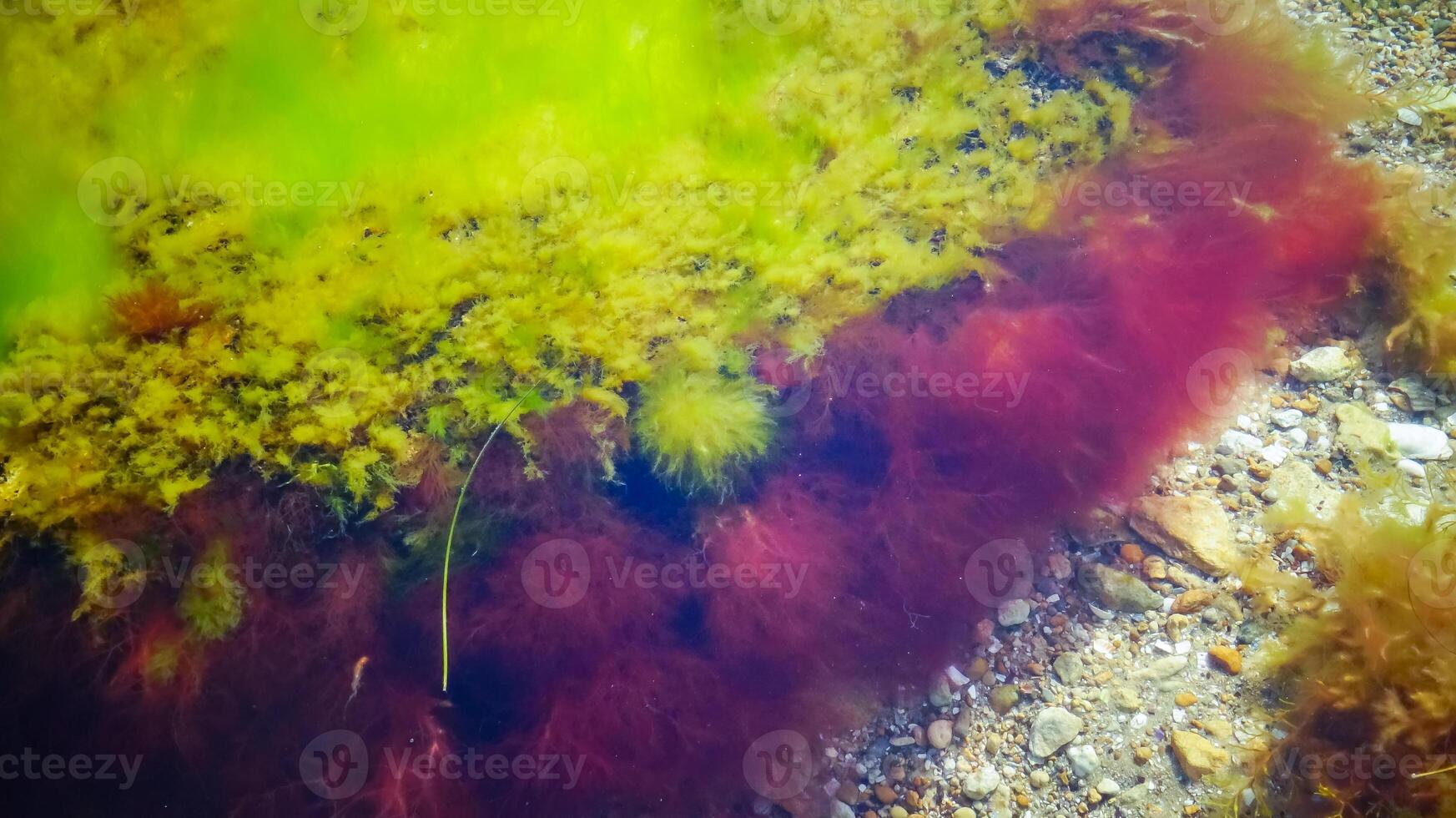 Green and red algae on a stone near the shore of the Tiligul estuary during the drying out of the estuary photo