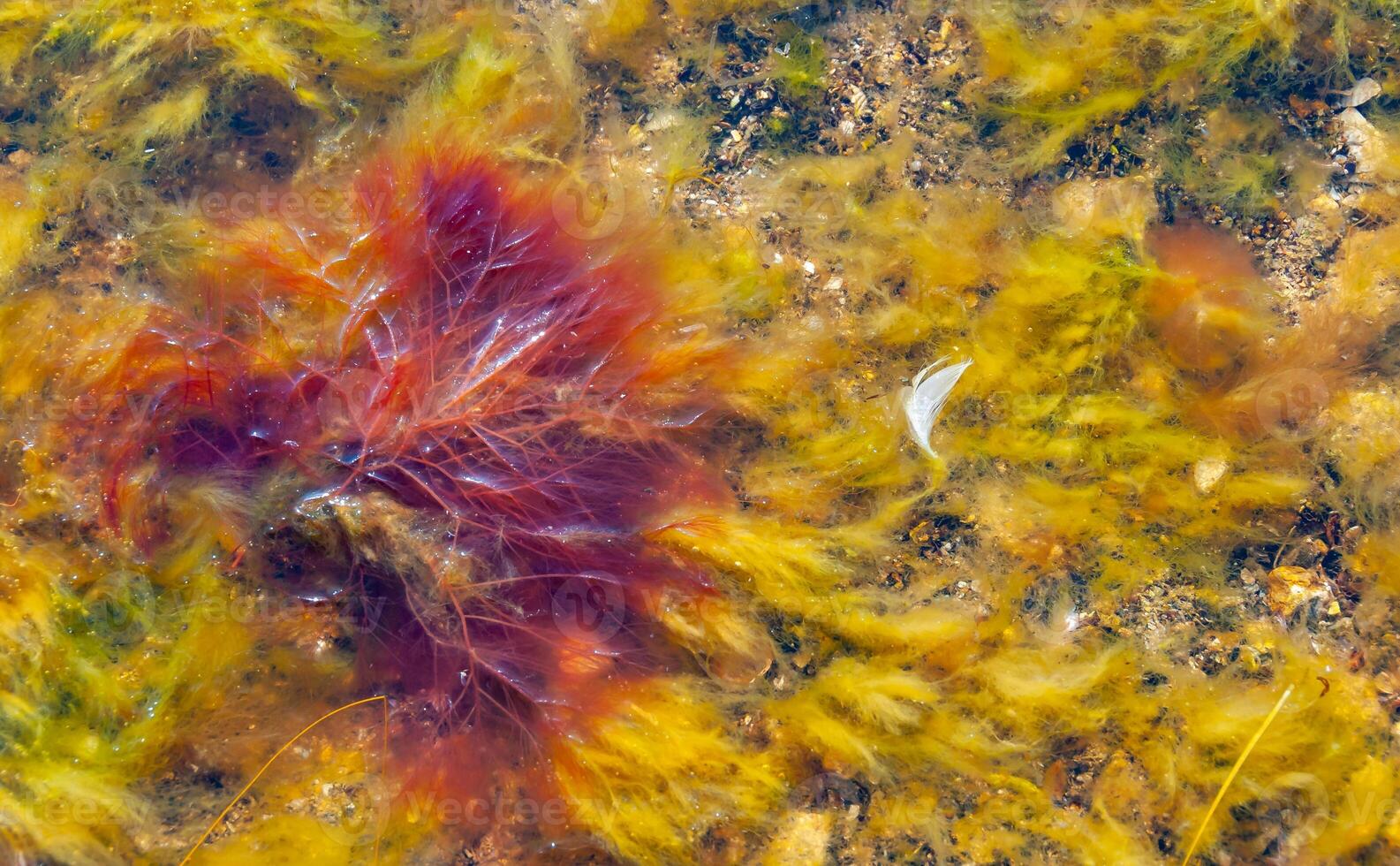 Red algae Polysiphonia on a stone near the shore of the Tiligul estuary during the drying out of the estuary photo