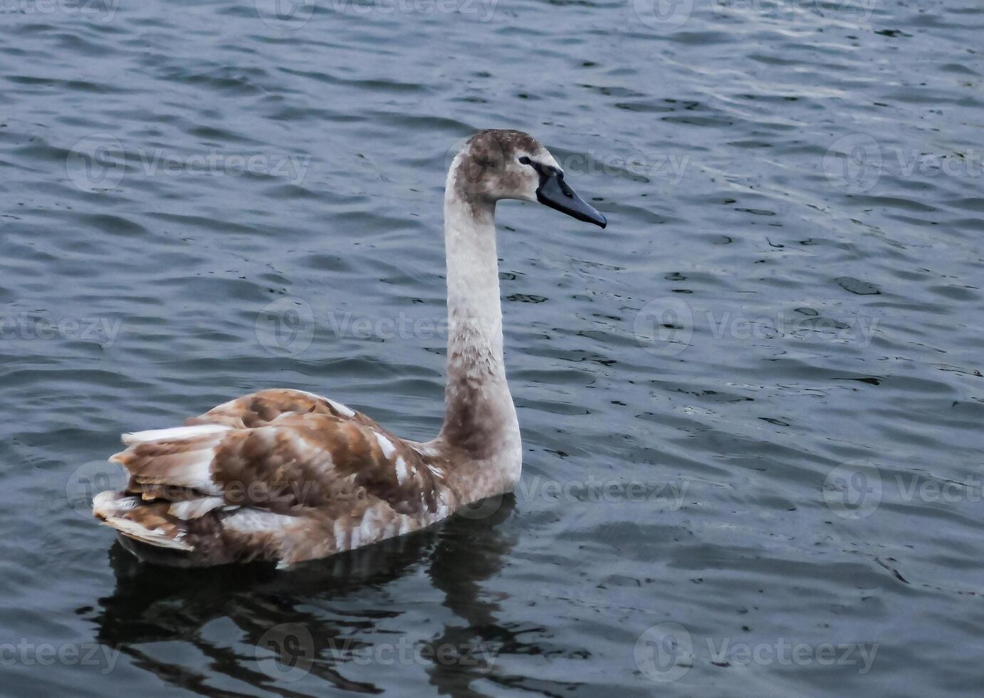Young birds mute swan Cygnus olor, a bird with variegated feathers swims photo