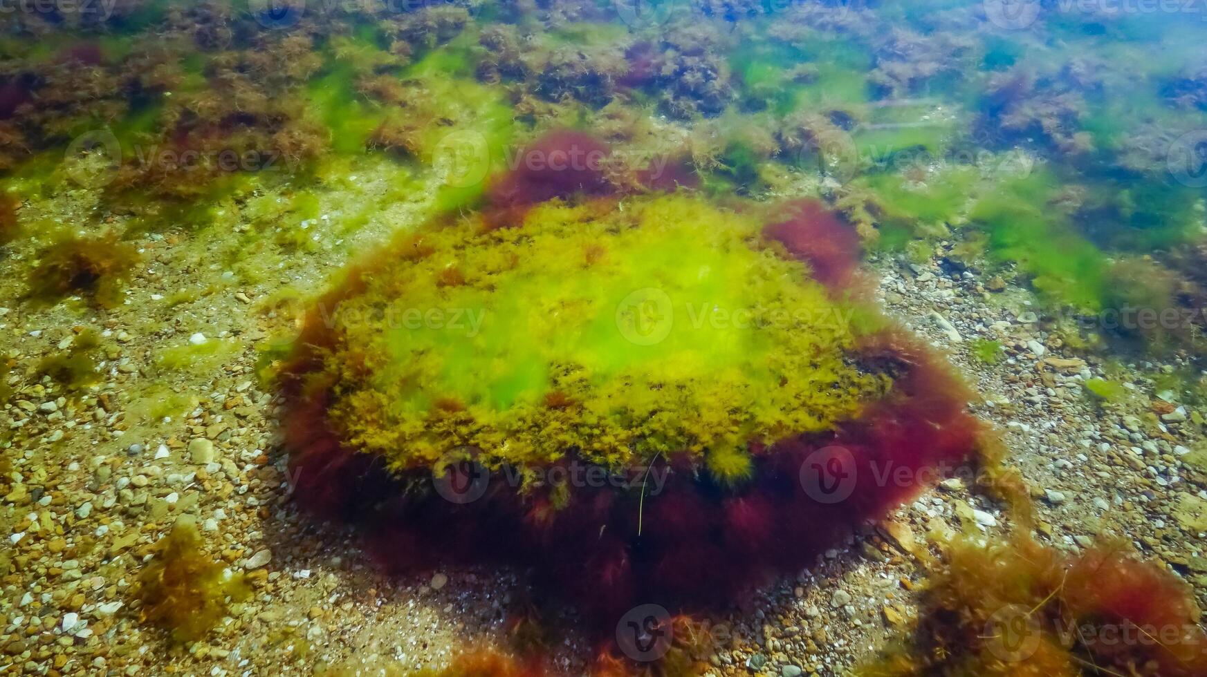 Green and red algae on a stone near the shore of the Tiligul estuary during the drying out of the estuary photo