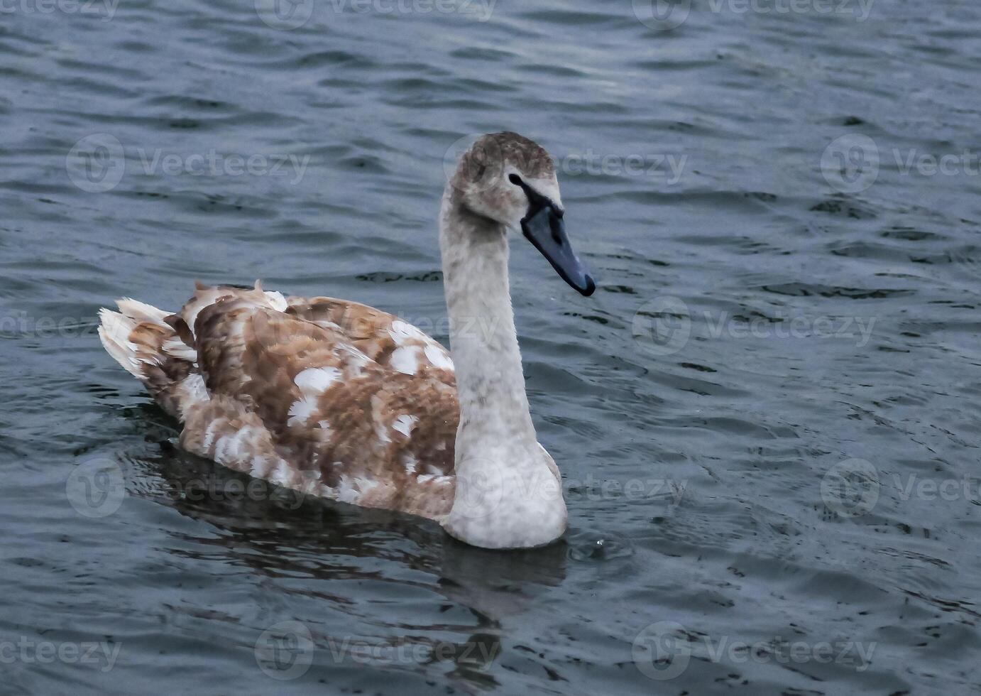 Young birds mute swan Cygnus olor, a bird with variegated feathers swims photo