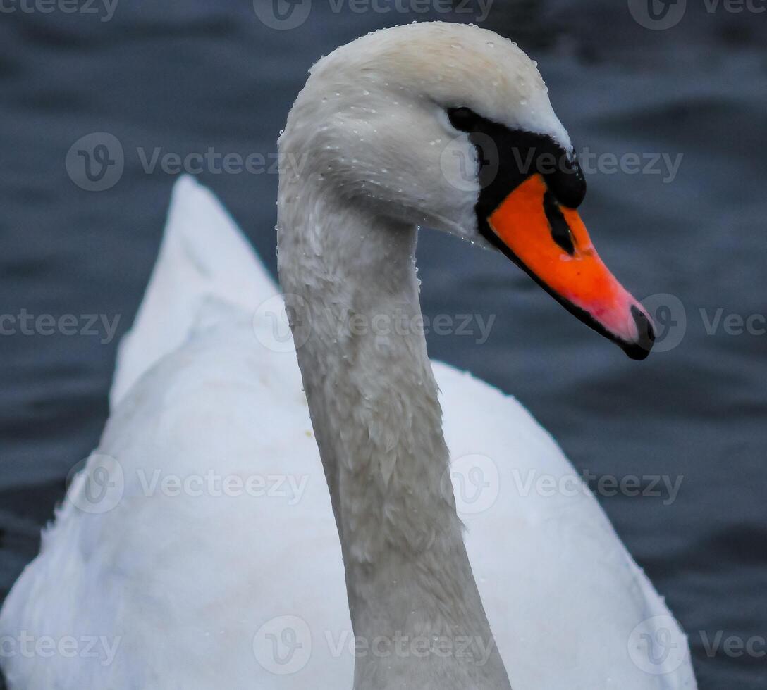 Adult bird mute swan Cygnus olor, old bird with a red beak swims in the sea photo
