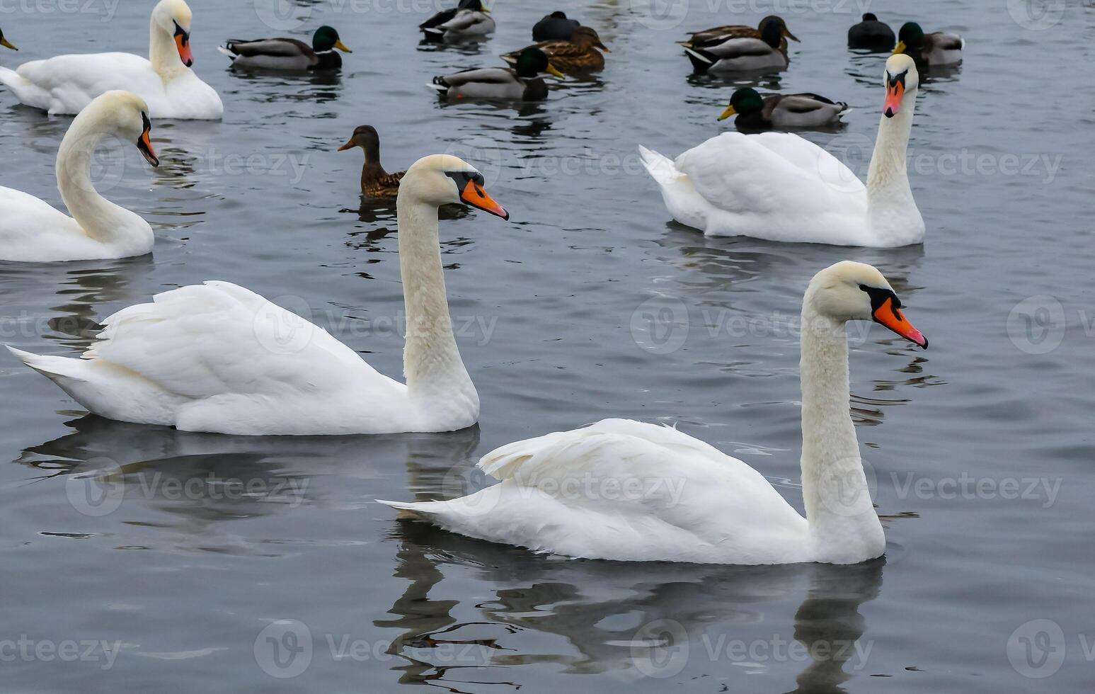 The mute swan Cygnus olor, an adult bird with a red beak swims in the sea photo