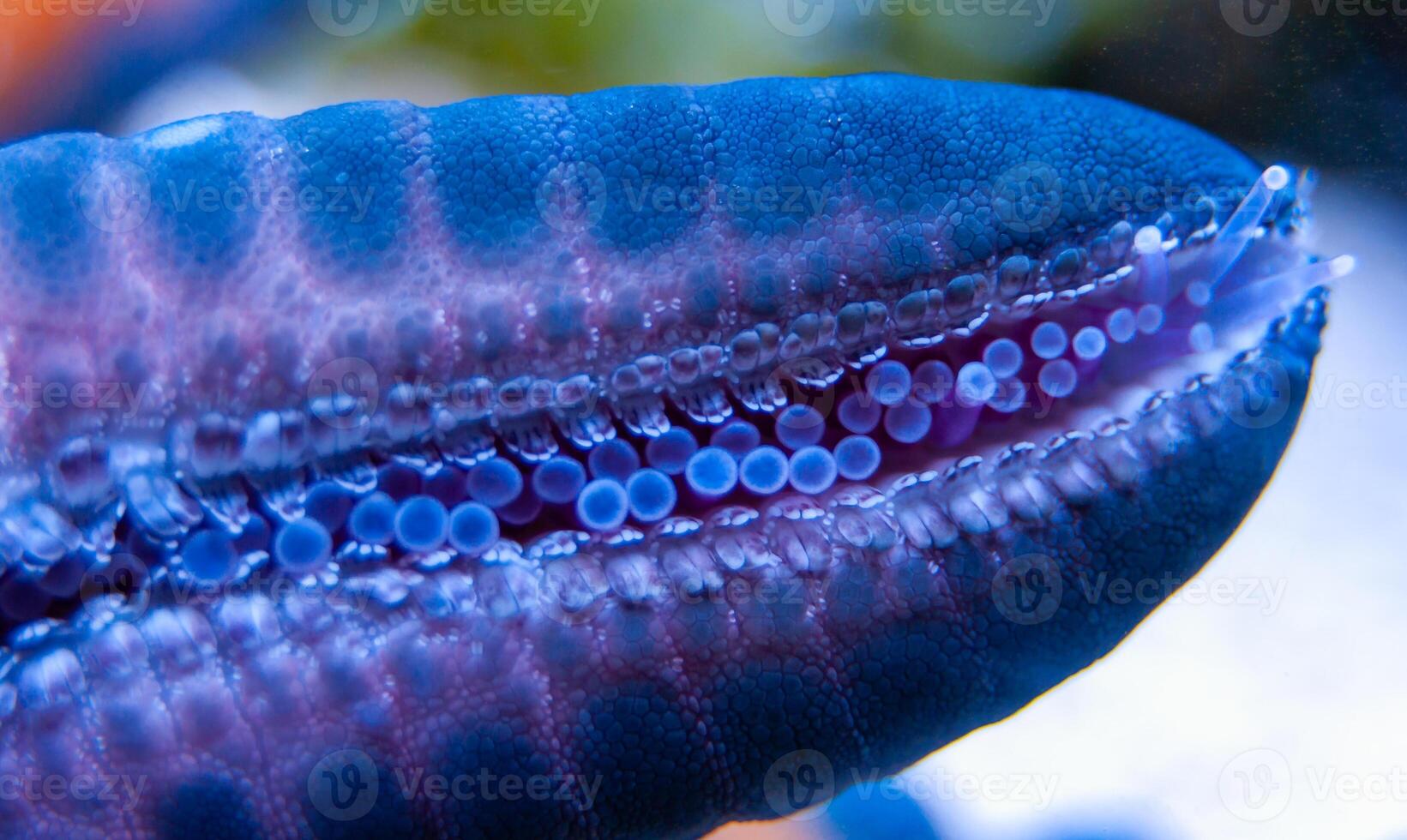 A starfish with tentacles suckers crawls on the glass of an aquarium photo