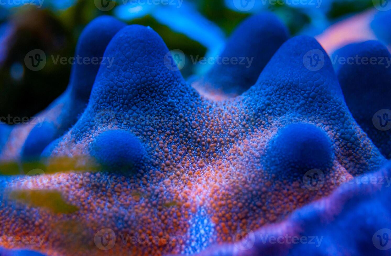 Starfish with blue body covers on top in a marine aquarium photo