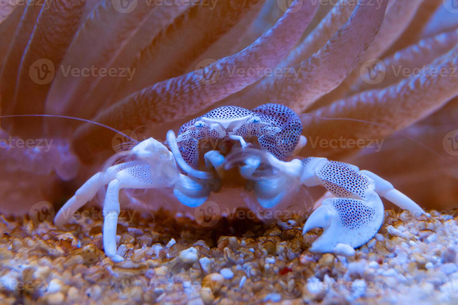 Porcelain Anemone Crab Neopetrolisthes Petrolisthes ohshimai, a crab sits under an anemone in an aquarium photo
