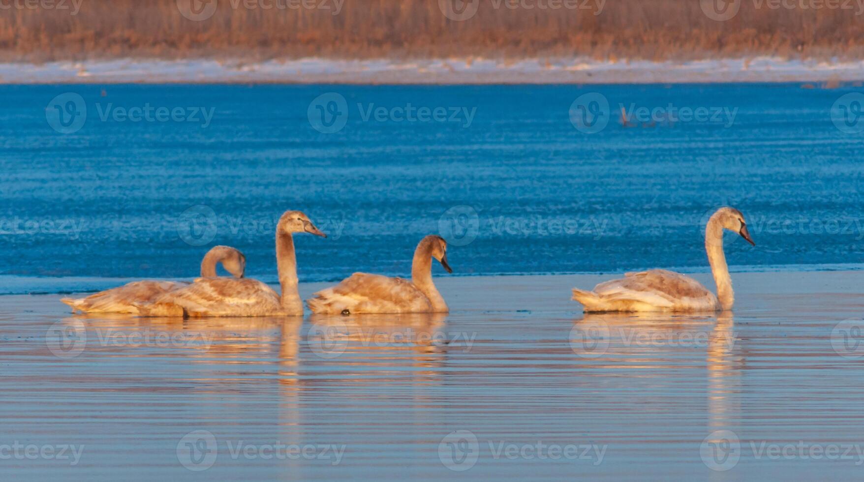 Swans in the early morning at the ice edge in the salty estuary Tiligul frozen in winter photo