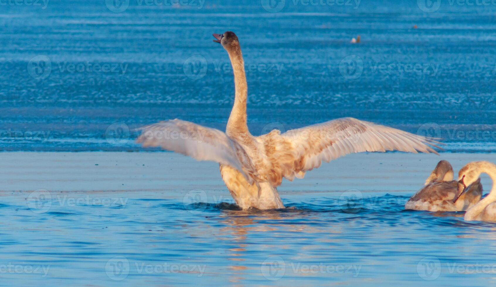 Swans in the early morning at the ice edge in the salty estuary Tiligul frozen in winter photo