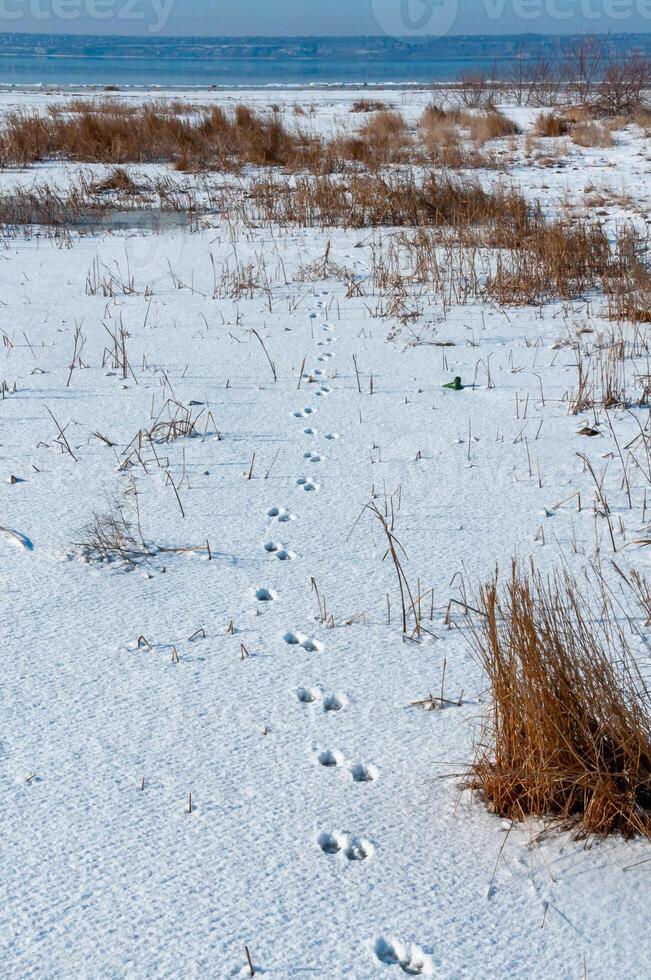 Traces of wild animals in the snow on the bank of the Tiligul Estuary in winter, Ukraine photo