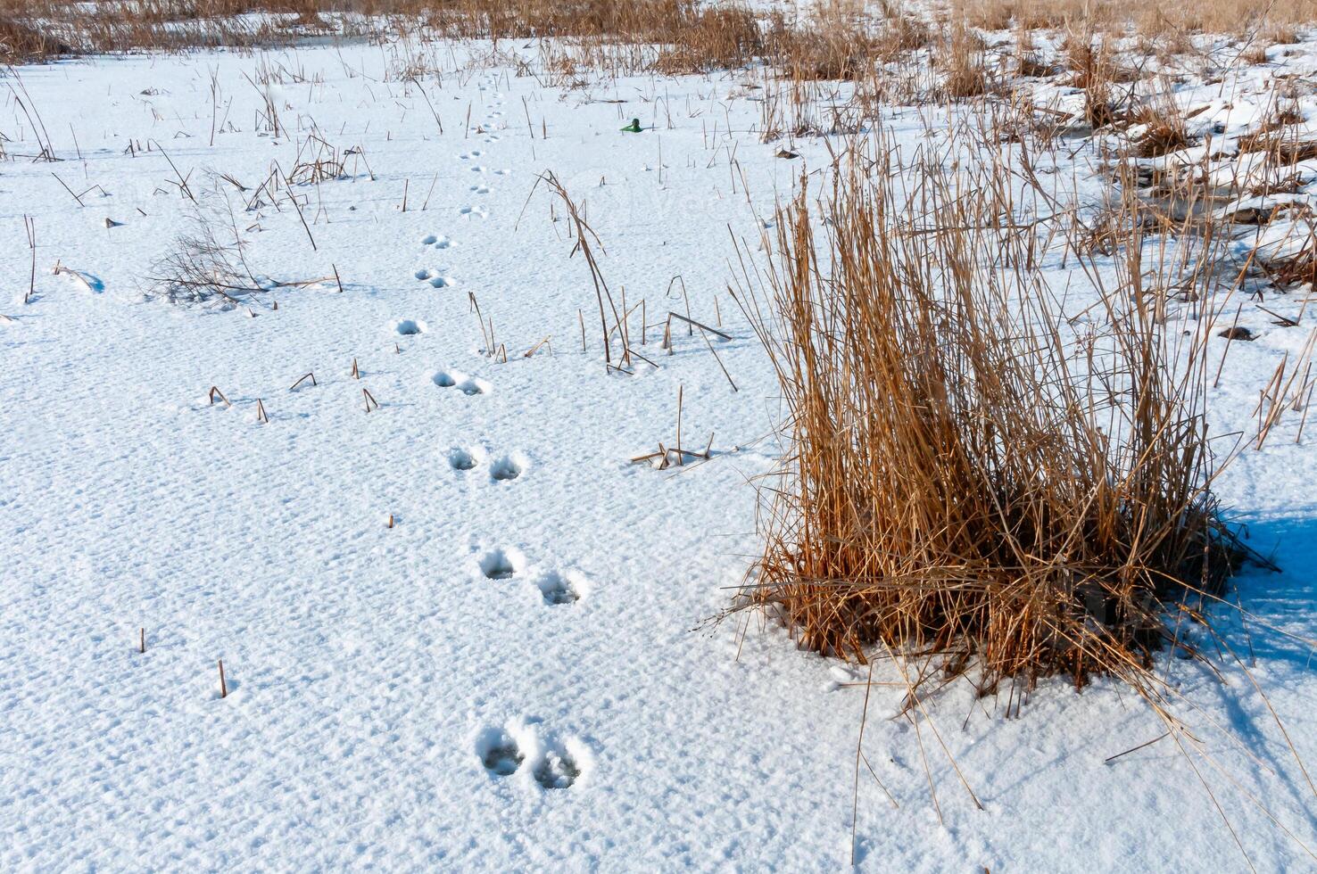 Traces of wild animals in the snow on the bank of the Tiligul Estuary in winter, Ukraine photo