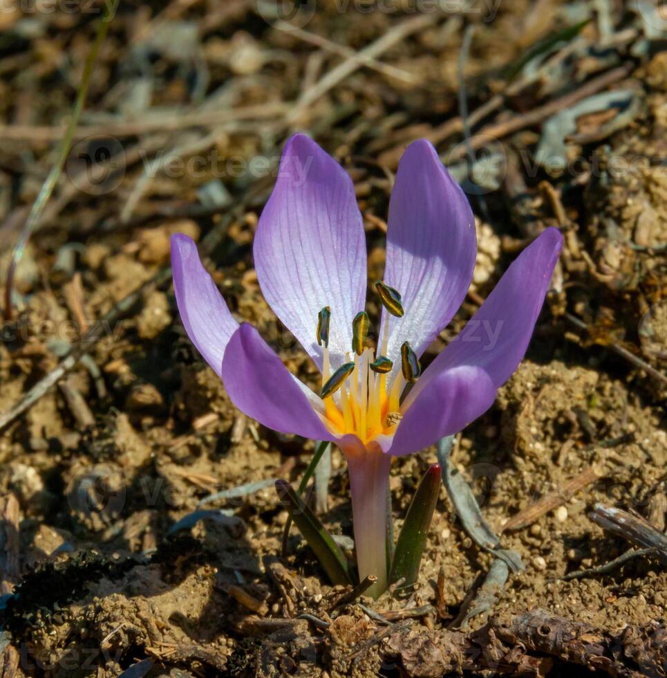 Ephemeral flowers, primroses in the wild Colchicum ancyrense photo