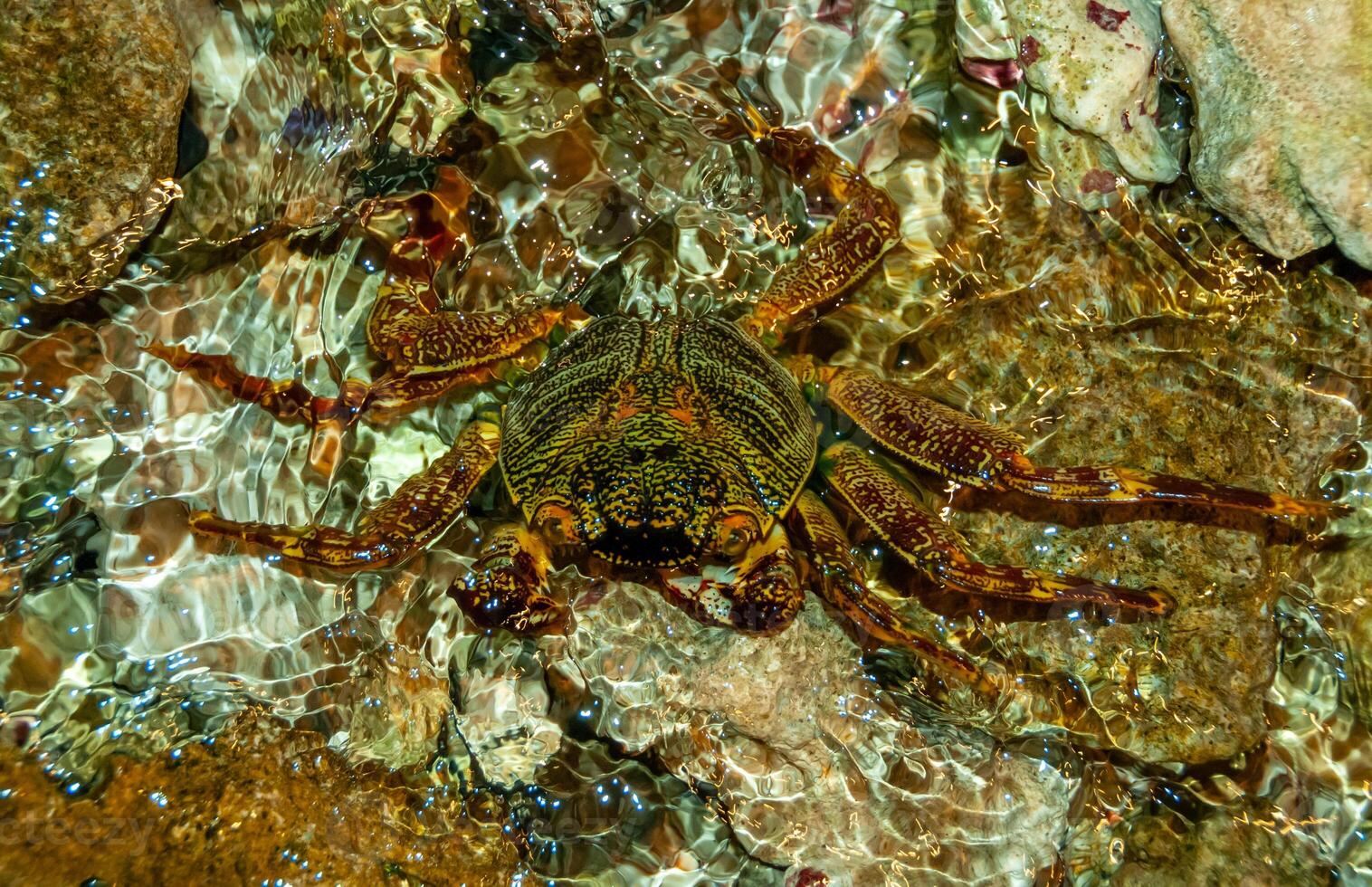 Coastal crab hides among stones and sand in the coastal reef zone in the Red Sea photo