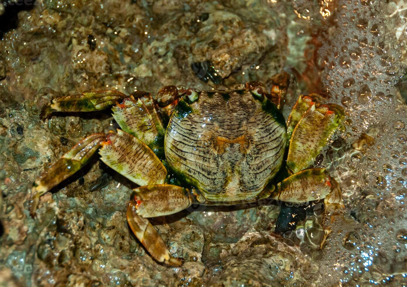 Coastal crab hides among stones and sand in the coastal reef zone in the Red Sea photo