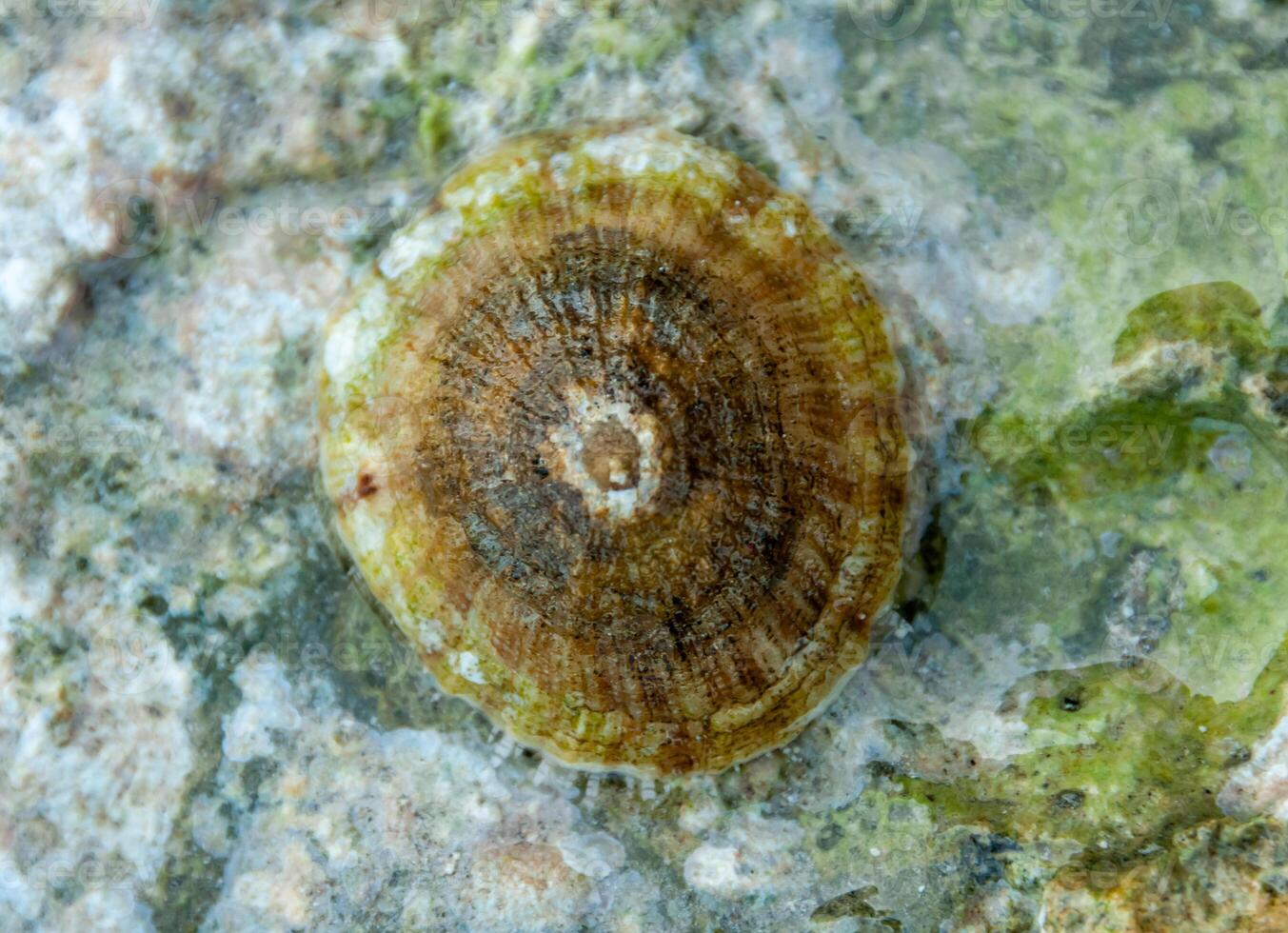 Mollusk Patella sp. on a stone near the shore in the Red Sea photo
