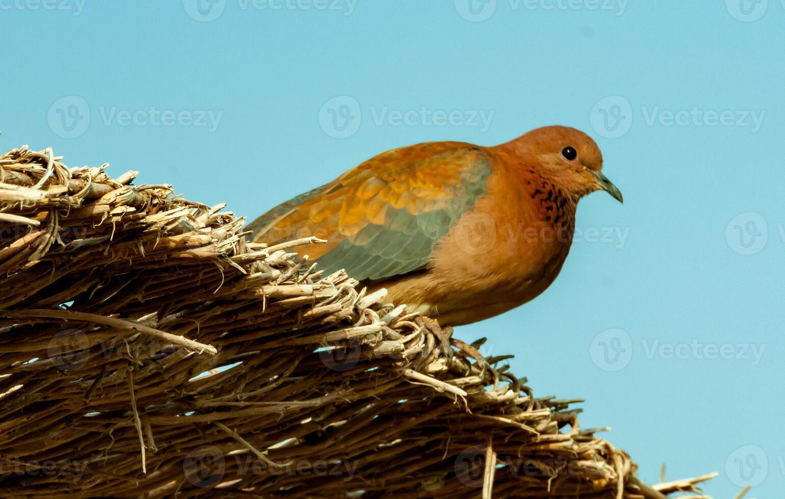 Egyptian pigeons on the territory of the hotel, tame birds, Egypt's avifauna, a bird photo